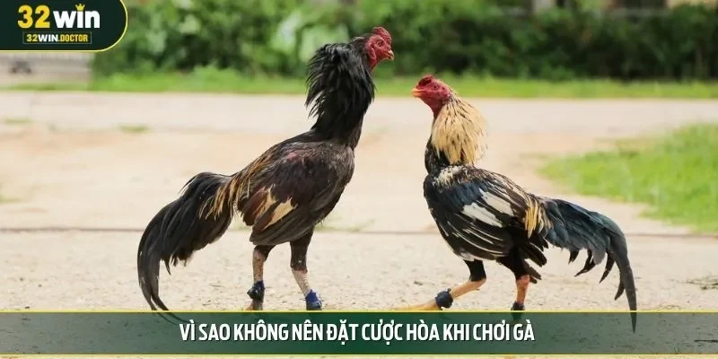 Vì sao không nên đặt cược hòa khi chơi gà